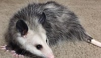 Ms.Opossum in the wild 