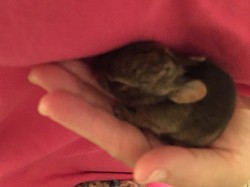 Rescue Wild Rabbit 04/28/2019