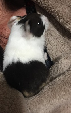 Cameroon Park Zoo   Guinea Pigs All colors male or female too For Sale $10.00 each 3weeks - 2 years old