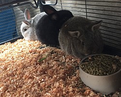 Rabbits for sale $15.00 ea.