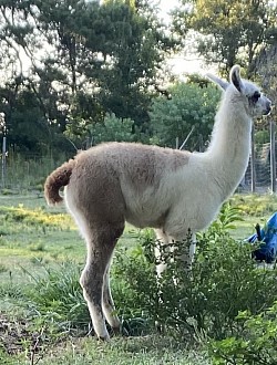 2 male llamas are  babies $1,500.00 each