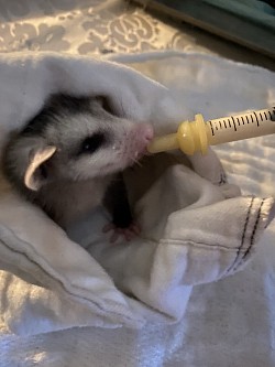 Cameroon Park Zoo Rescue Wildlife a opossum