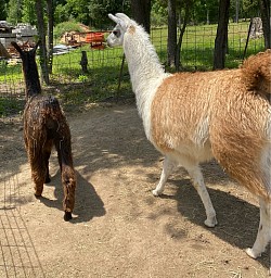 Male llamas